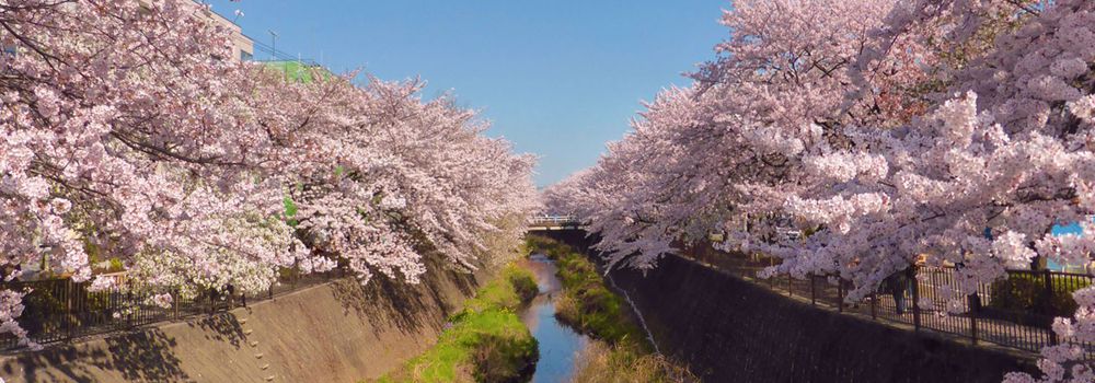 （春）三沢川桜